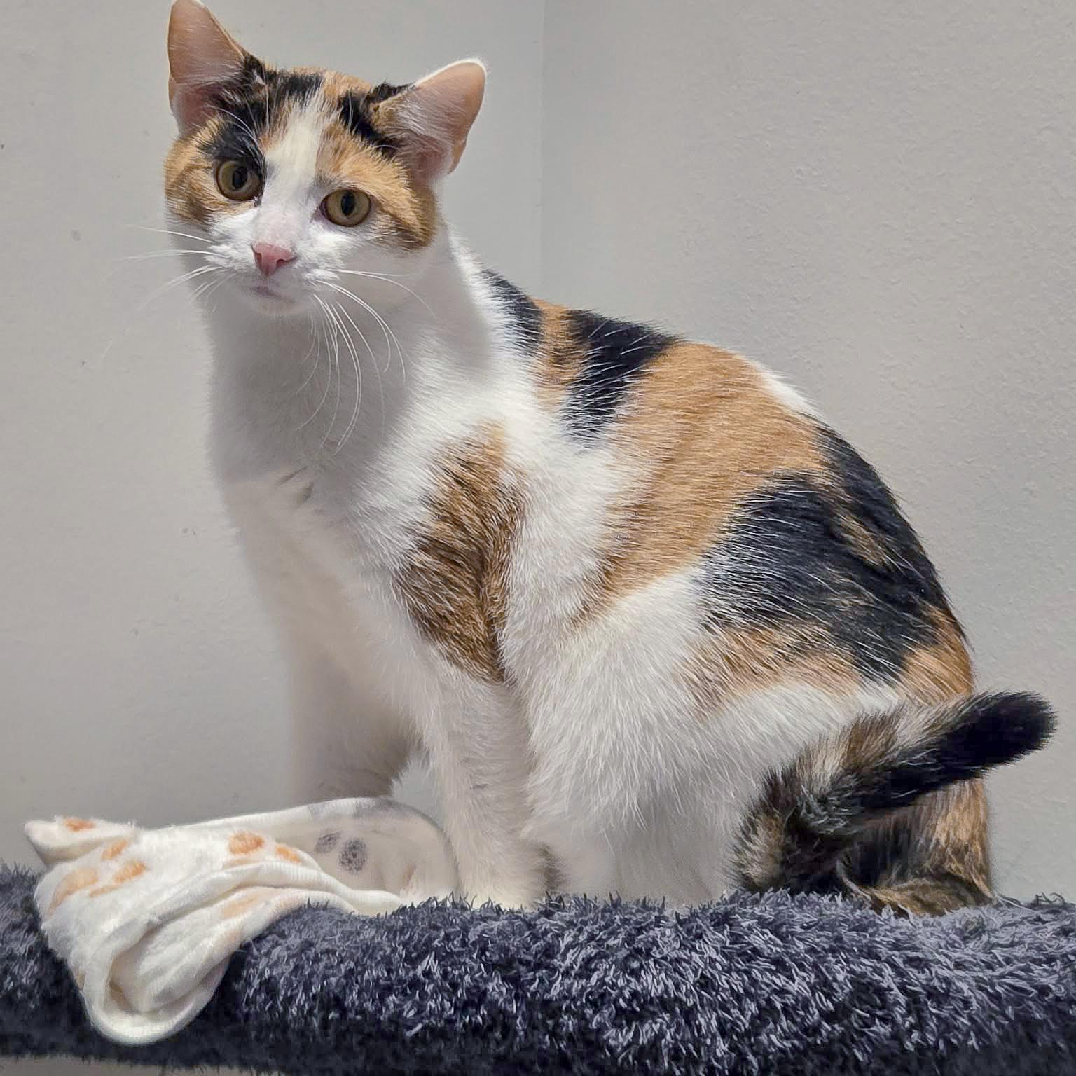 Enlarge Rapunzel, a Adoptable mixed breed in Huntley, IL image 3/6