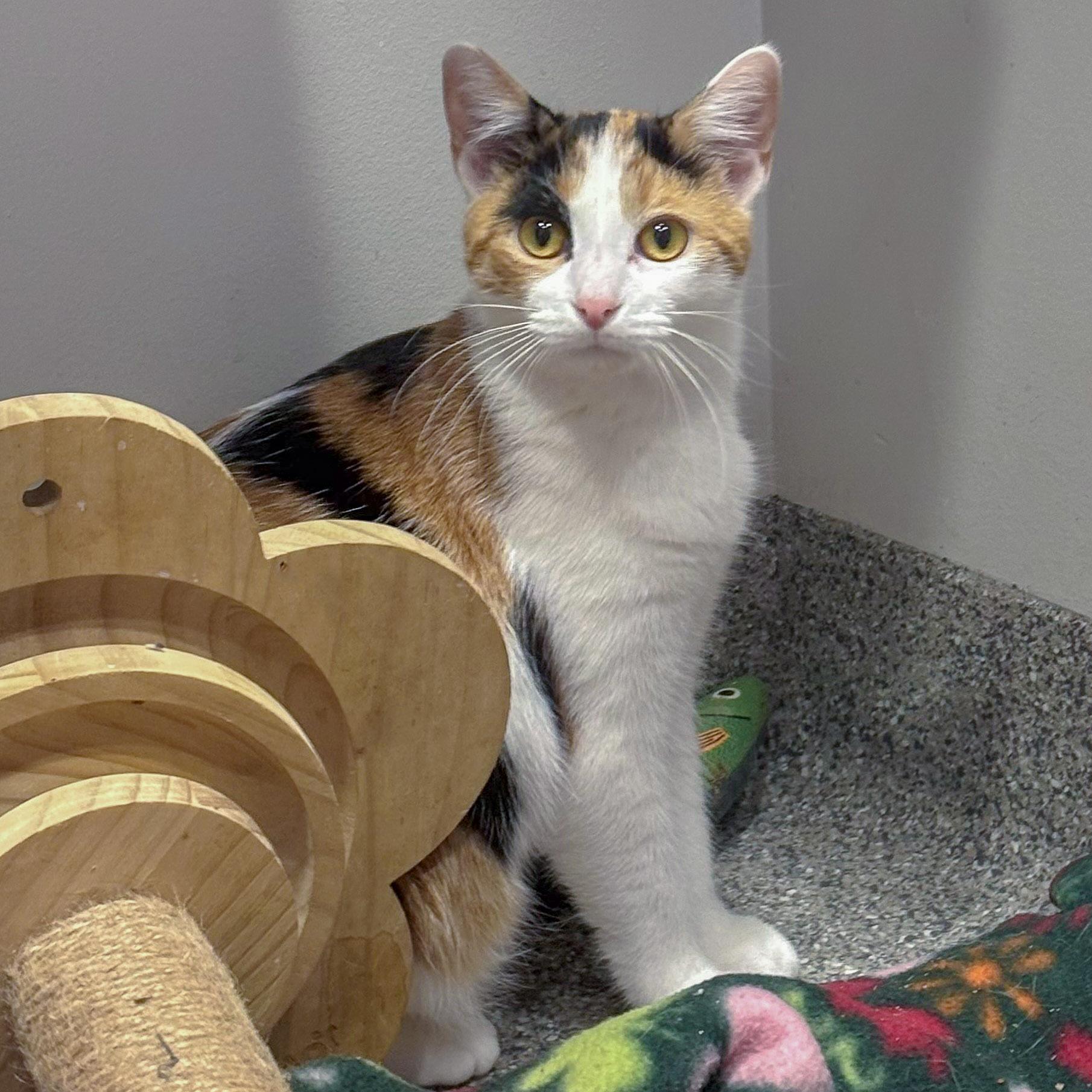 Enlarge Rapunzel, a Adoptable mixed breed in Huntley, IL image 5/6