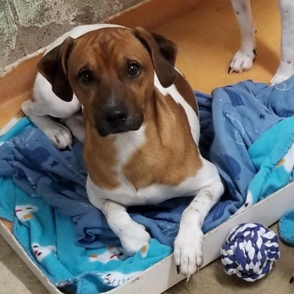 WILSON, Adoptable, Young Male Beagle & Terrier.
