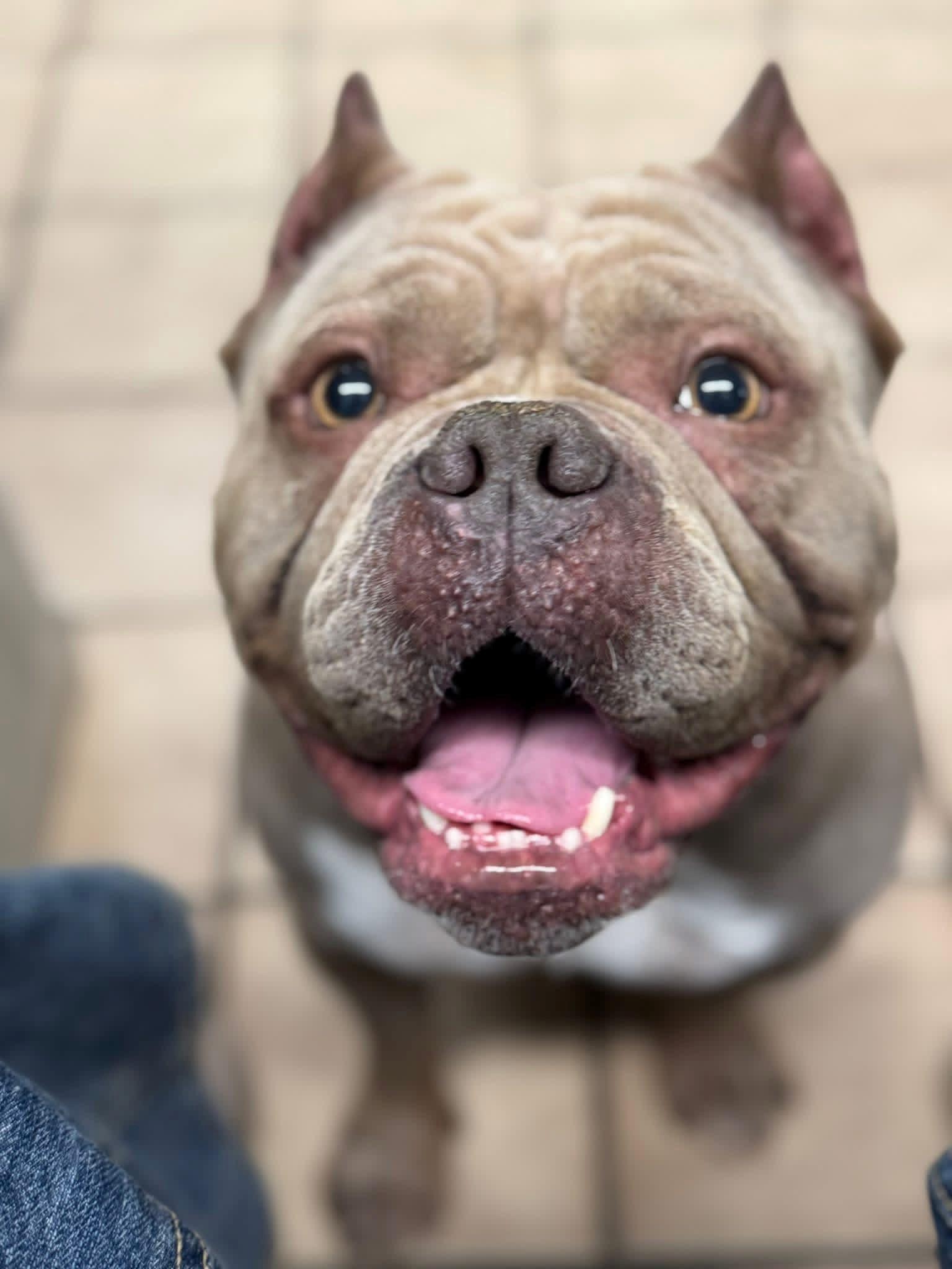 Enlarge Lacey, a ADOPTABLE Bulldog in Edison, NJ image 1/1