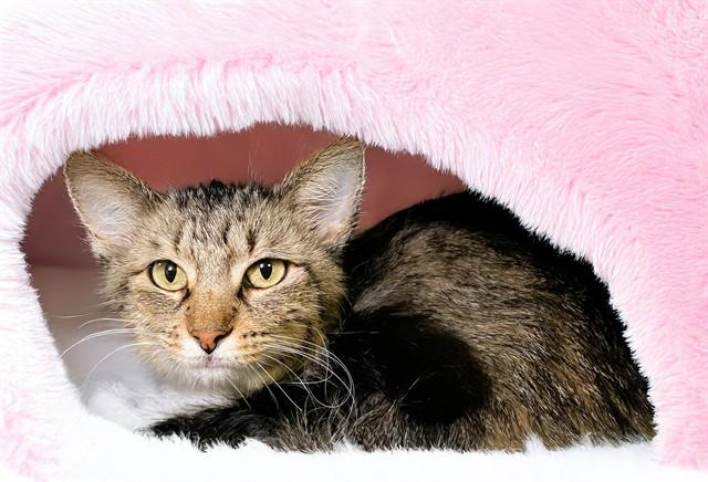 Enlarge ESME, a Adoptable Domestic Short Hair in Fort Lauderdale, FL image 1/1