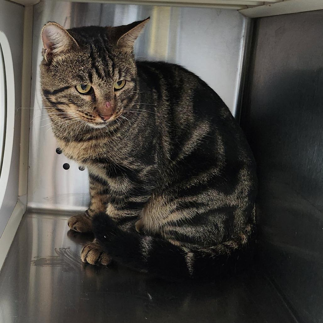 Enlarge Chopped Liver, a Adoptable Domestic Short Hair in Norman, OK image 1/1