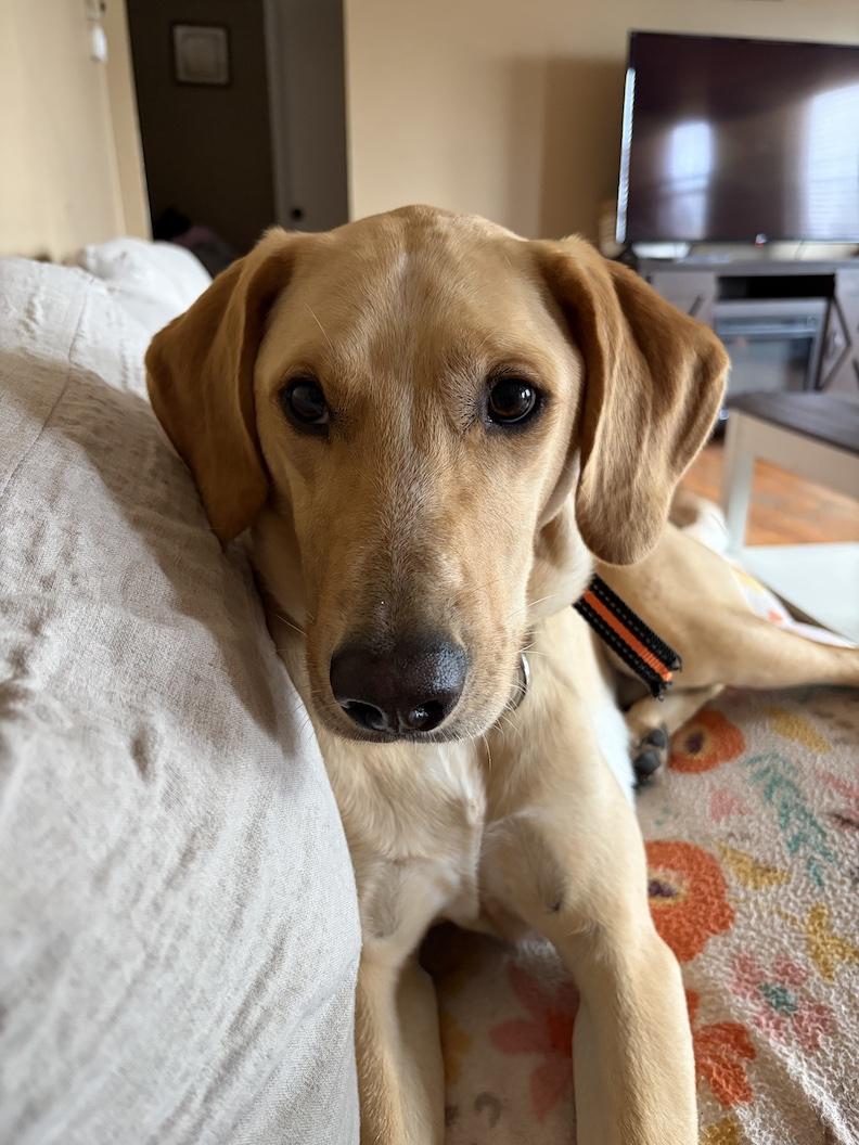 Wayne, adoptable, Young Male Yellow Labrador Retriever.