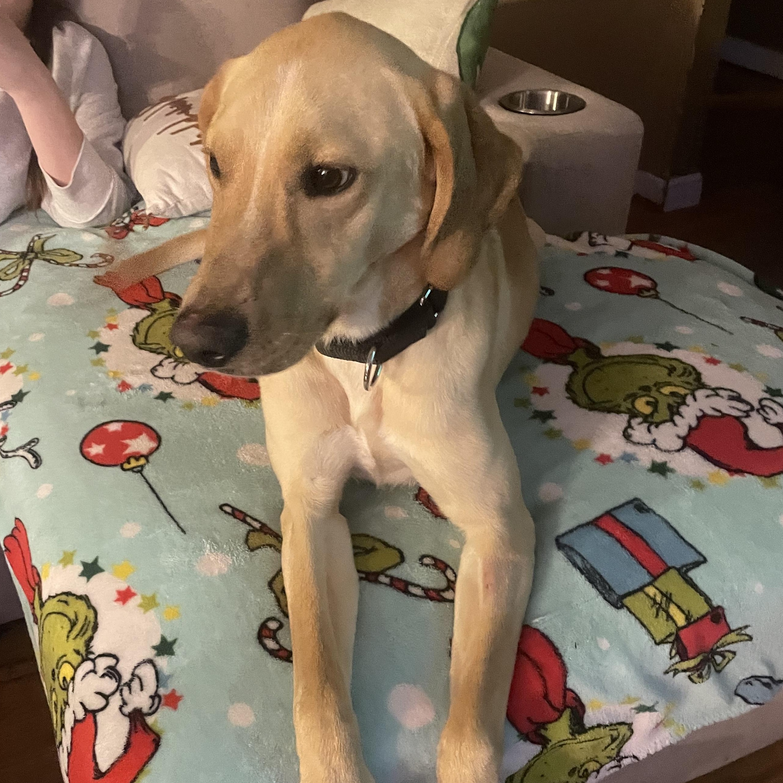 Wayne-Not Accepting Applications Yet!!!, Adoptable, Adult Male Yellow Labrador Retriever.