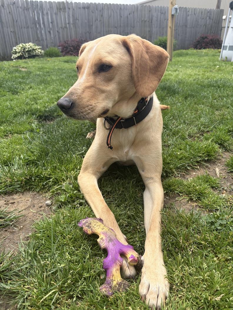 Enlarge Wayne, an adoptable mixed breed in Medina, OH image 3/6