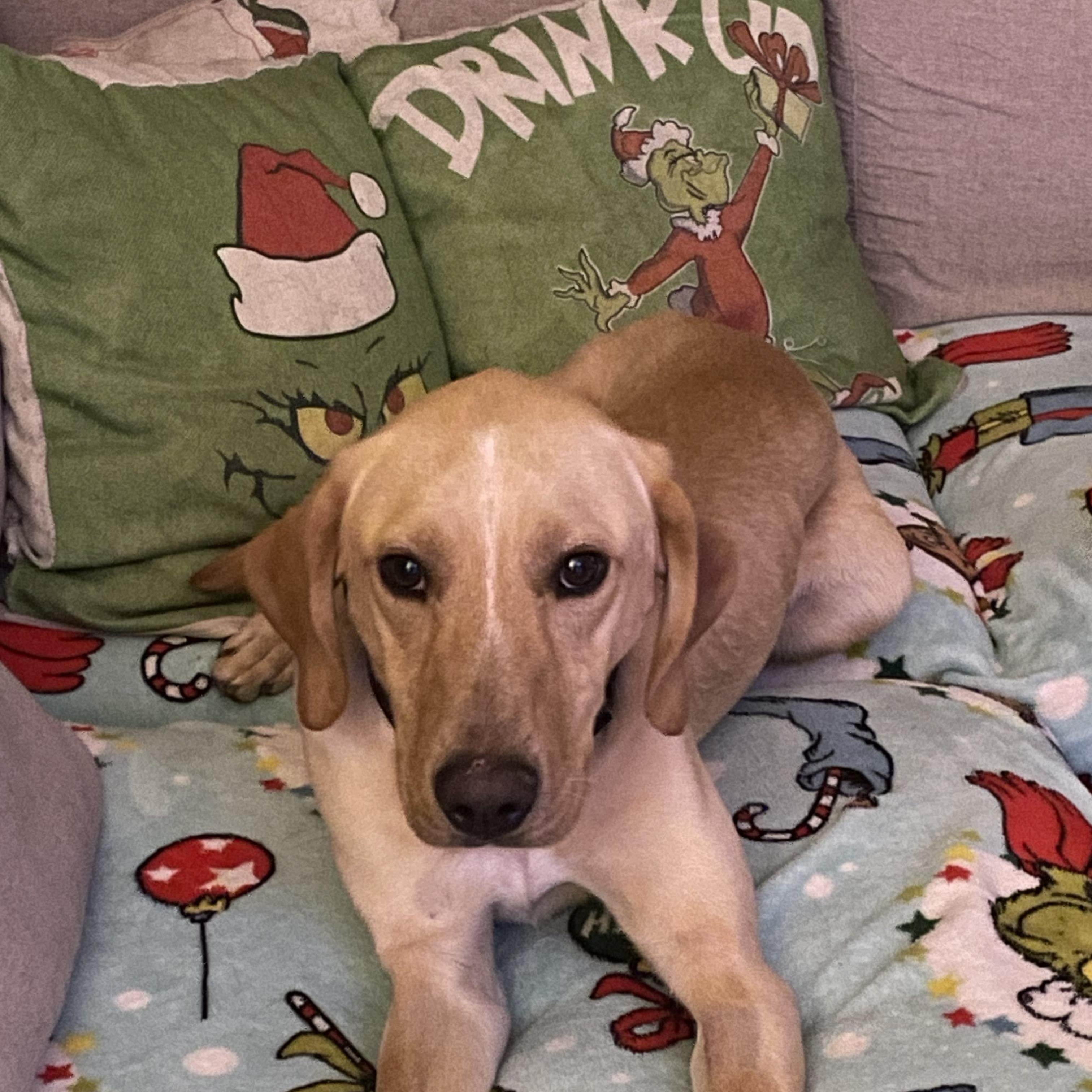 Enlarge Wayne-Not Accepting Applications Yet!!!, a Adoptable mixed breed in Medina, OH image 2/3