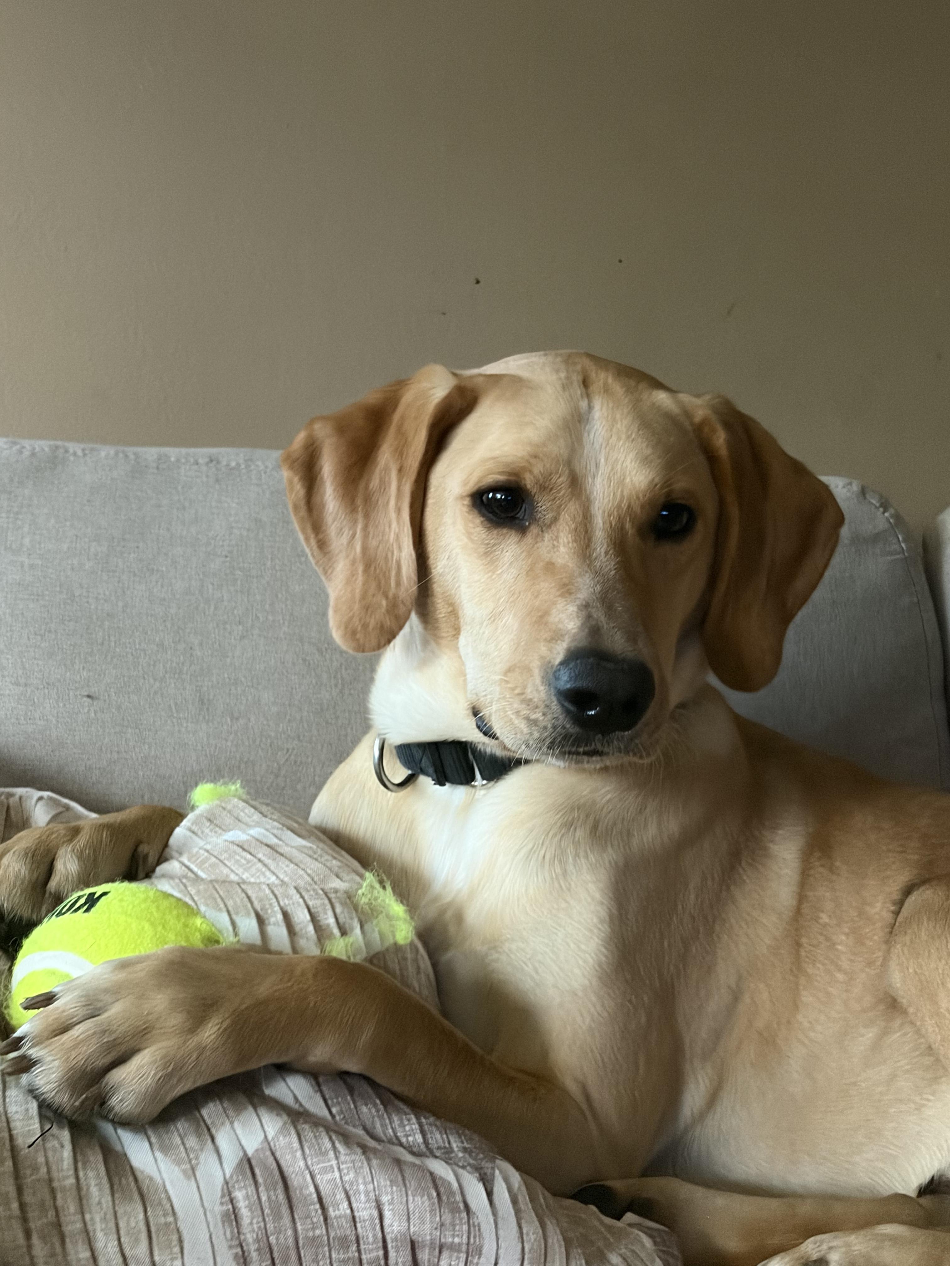 Enlarge Wayne, an adoptable mixed breed in Medina, OH image 2/6