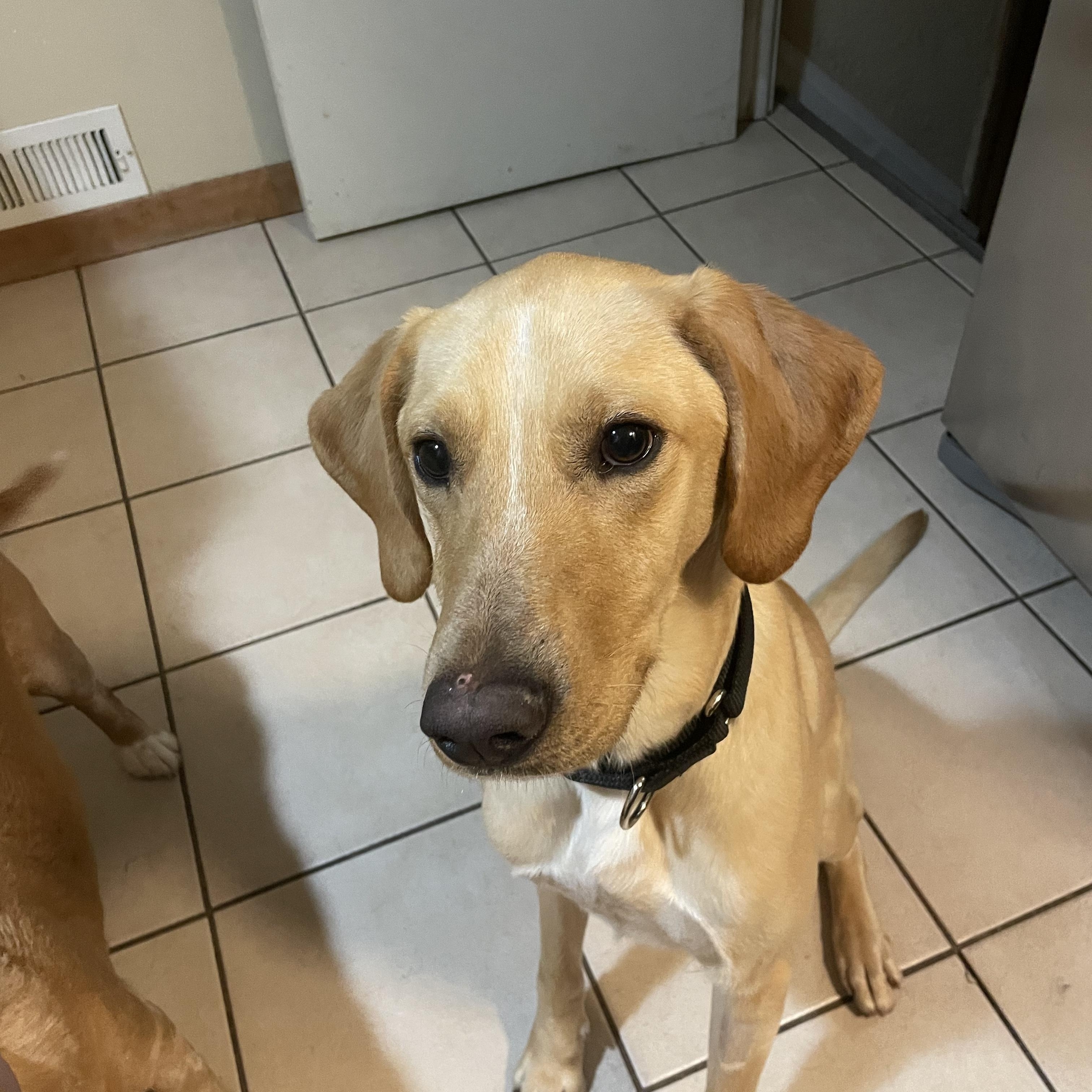 Enlarge Wayne-Not Accepting Applications Yet!!!, a Adoptable mixed breed in Medina, OH image 3/3