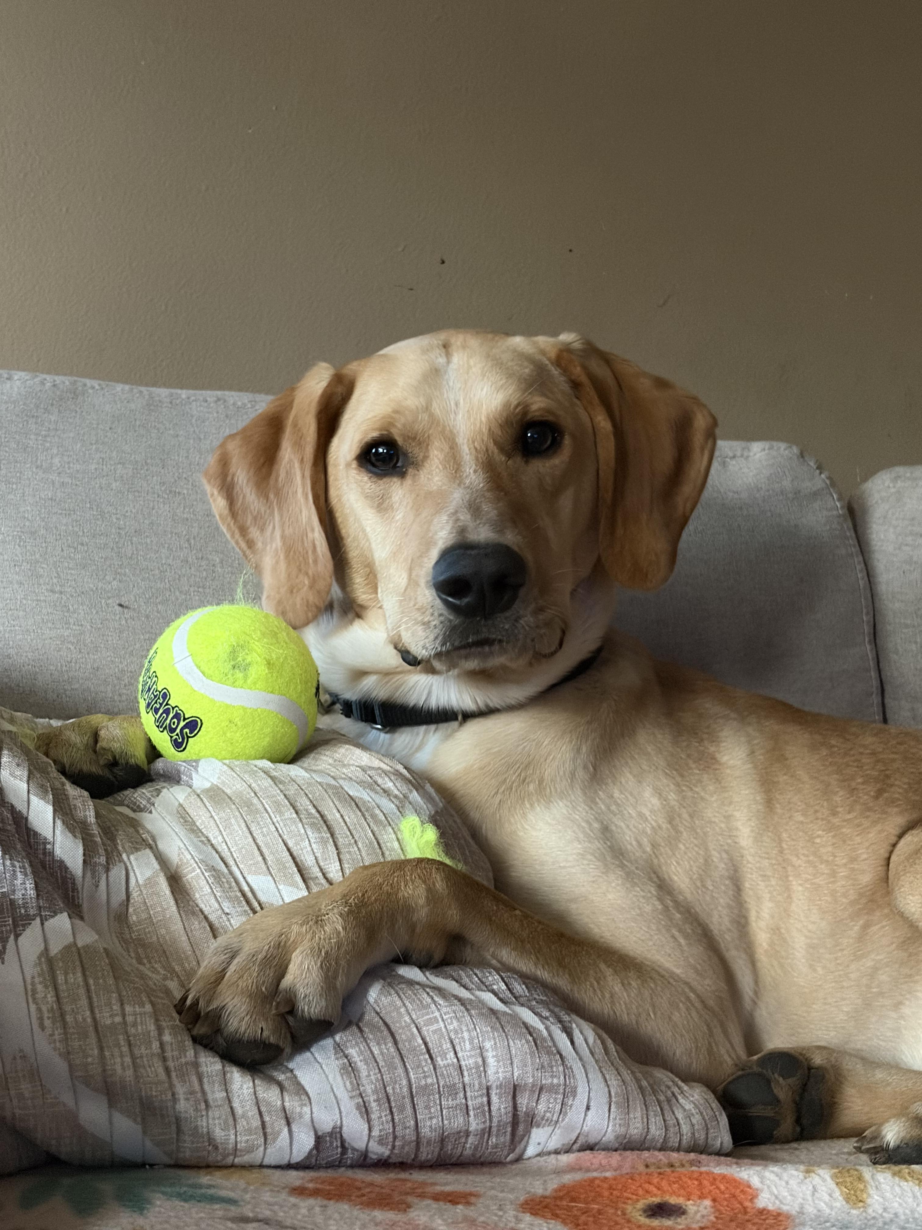 Enlarge Wayne, an adoptable mixed breed in Medina, OH image 1/6