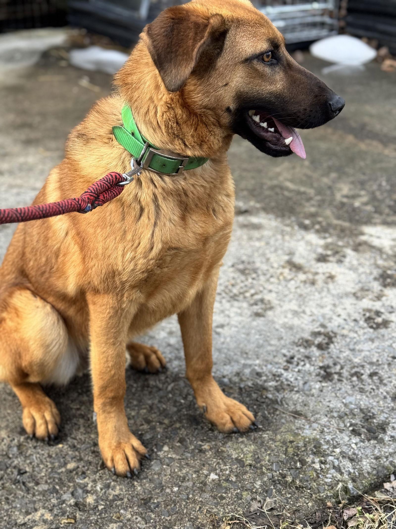 Scooby (2yo, 45lbs), Adoptable, Adult Male Hound.