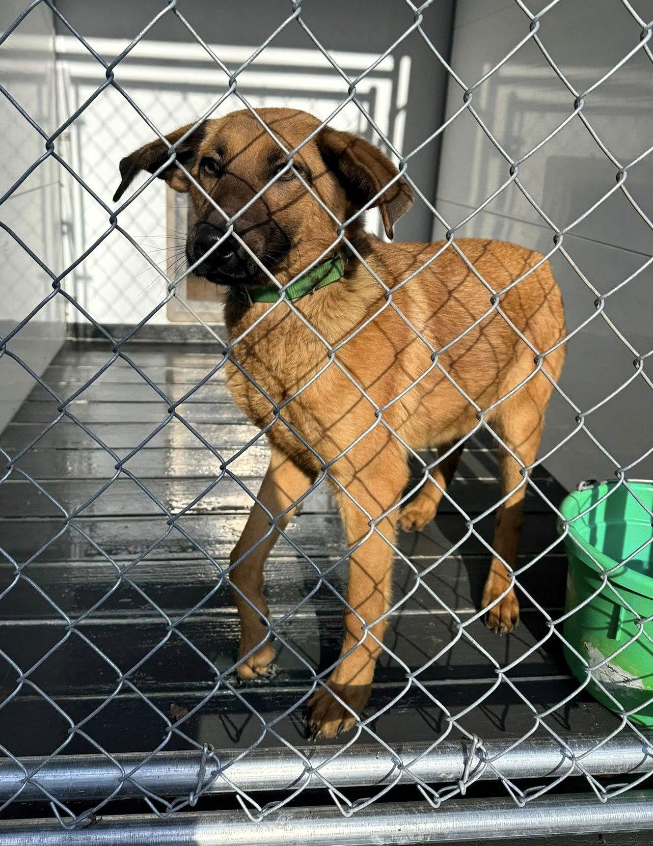 Scooby (2yo, 45lbs), Adoptable, Adult Male Hound.