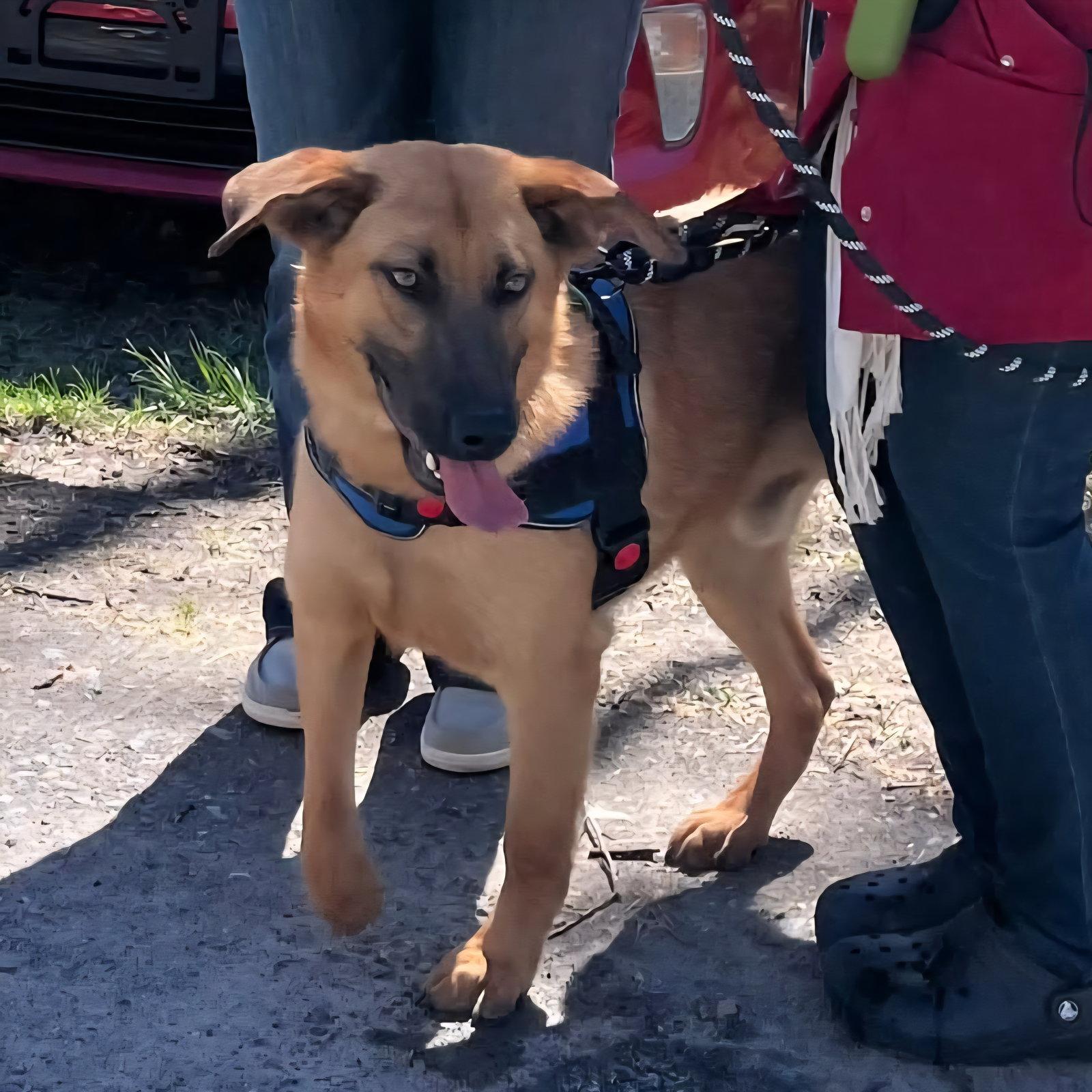Enlarge Scooby (2yo, 45lbs), a Adoptable Hound in Hinton, WV image 2/3