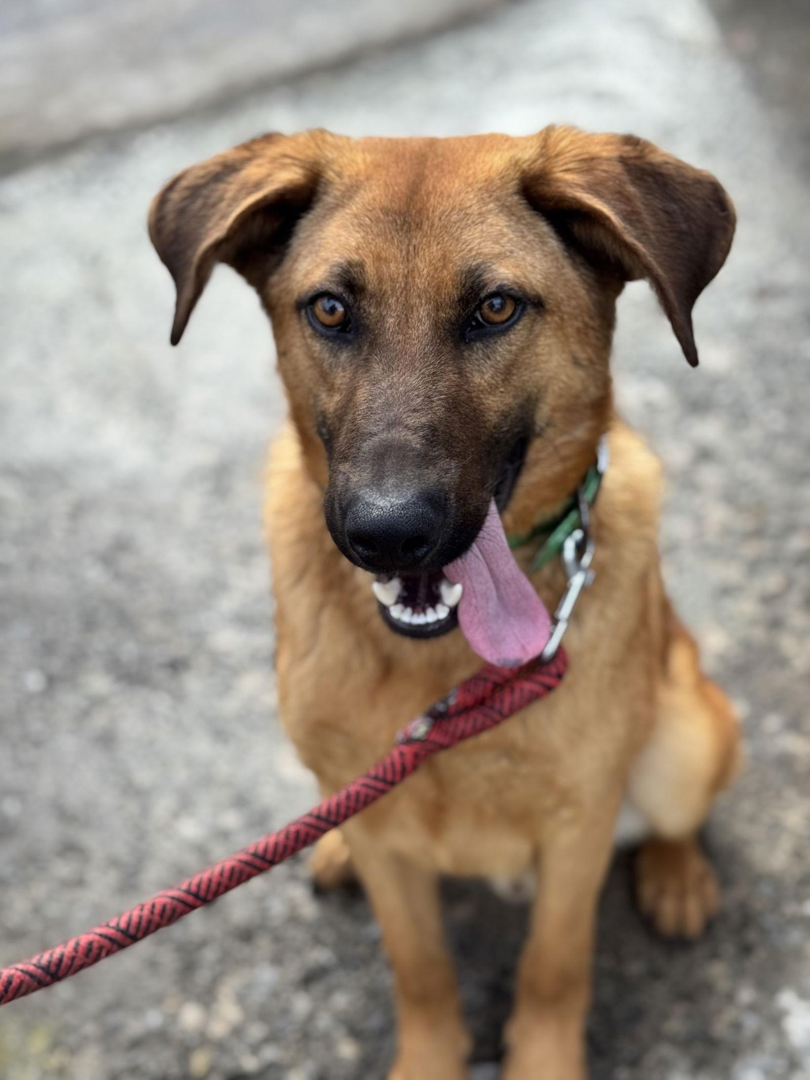 Enlarge Scooby (2yo, 45lbs), a Adoptable Hound in Hinton, WV image 3/3