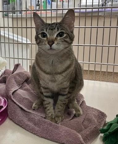 SHAWNA, Adoptable, Young Female Domestic Short Hair.