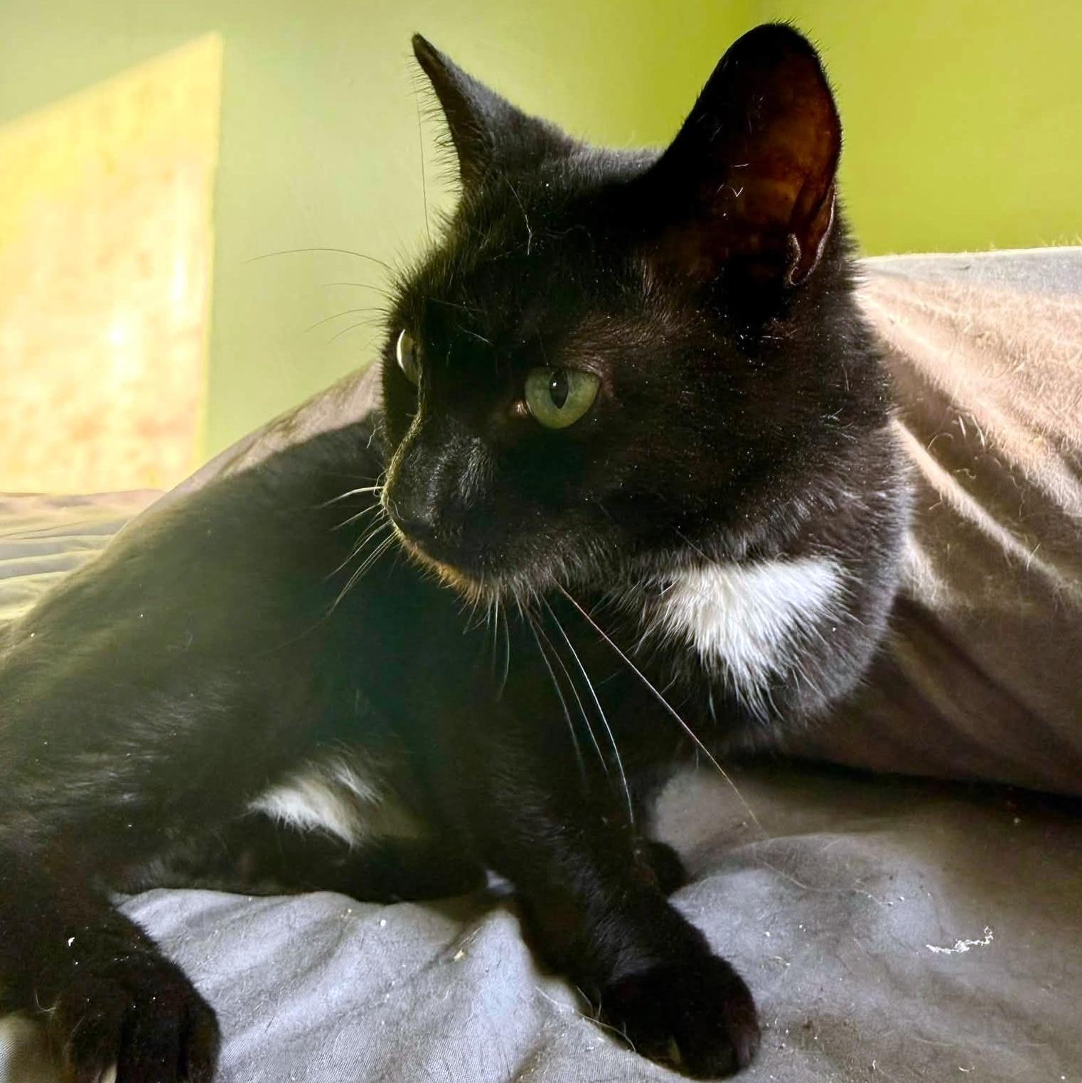 Louise, a ADOPTABLE Domestic Short Hair in Pittsburgh, PA image 3/5