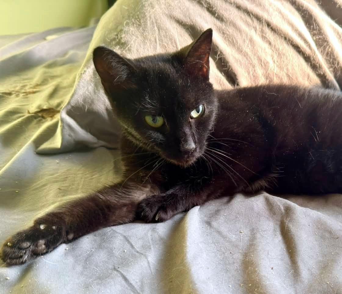 Louise, a ADOPTABLE Domestic Short Hair in Pittsburgh, PA image 4/5