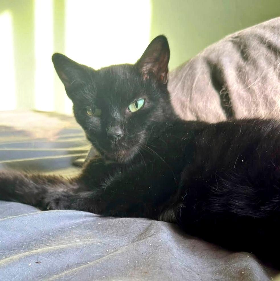 Louise, a ADOPTABLE Domestic Short Hair in Pittsburgh, PA image 2/5