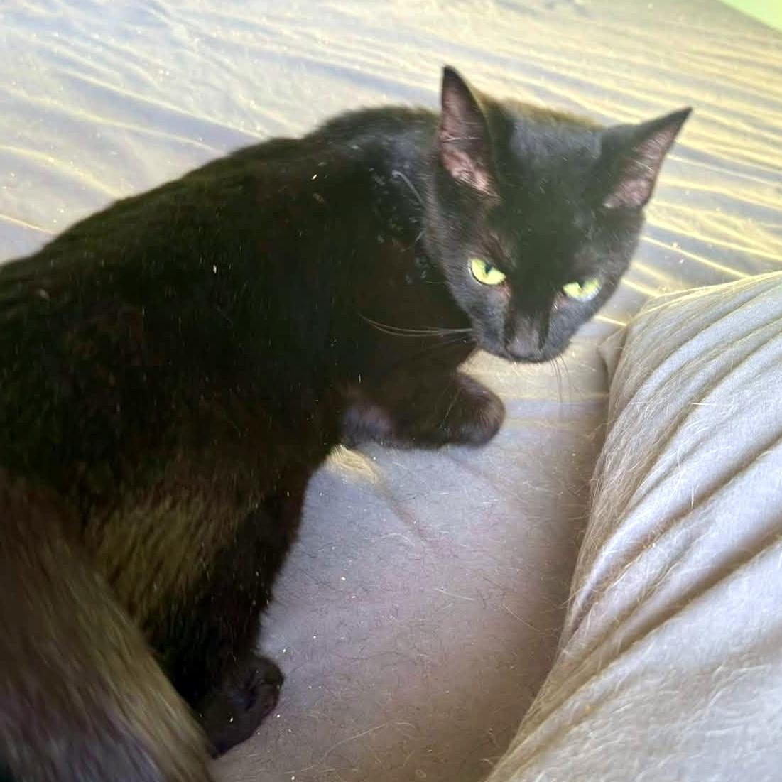 Louise, a ADOPTABLE Domestic Short Hair in Pittsburgh, PA image 5/5