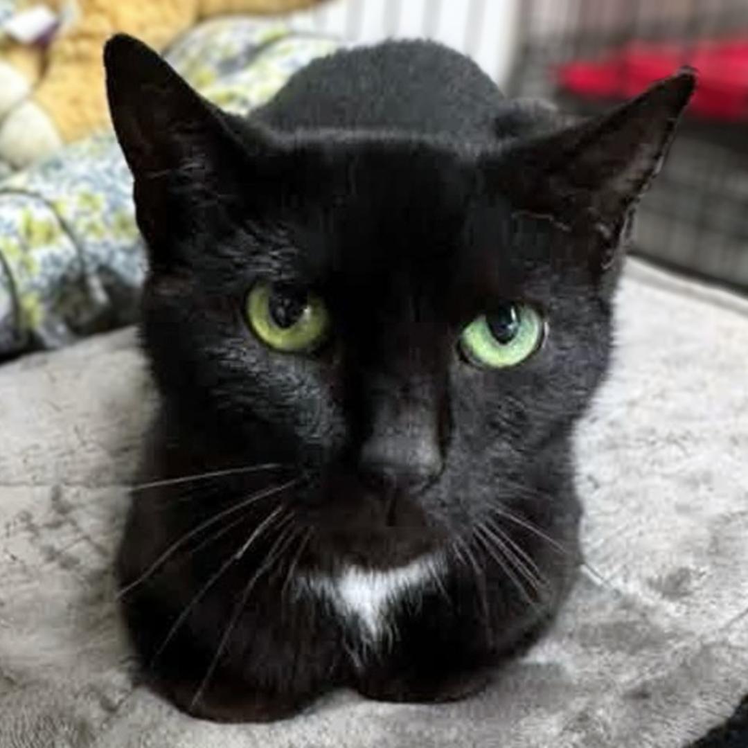 Louise, ADOPTABLE, Kitten Female Domestic Short Hair.
