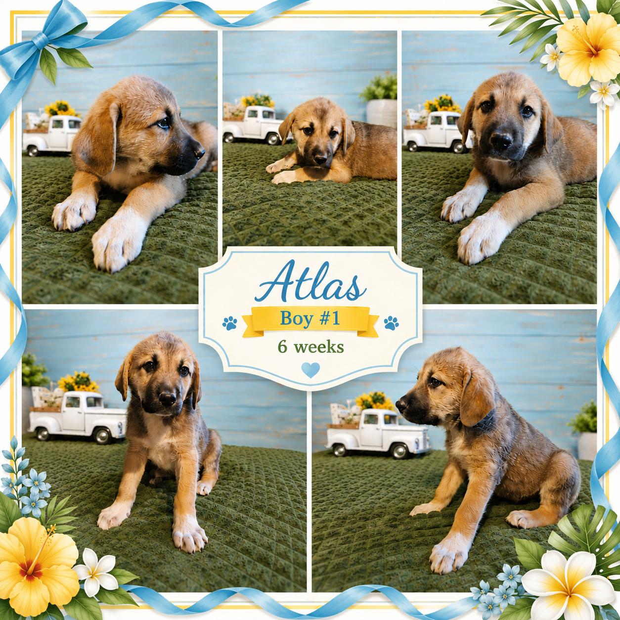 Atlas, ADOPTABLE, Puppy Male Great Pyrenees & Anatolian Shepherd.