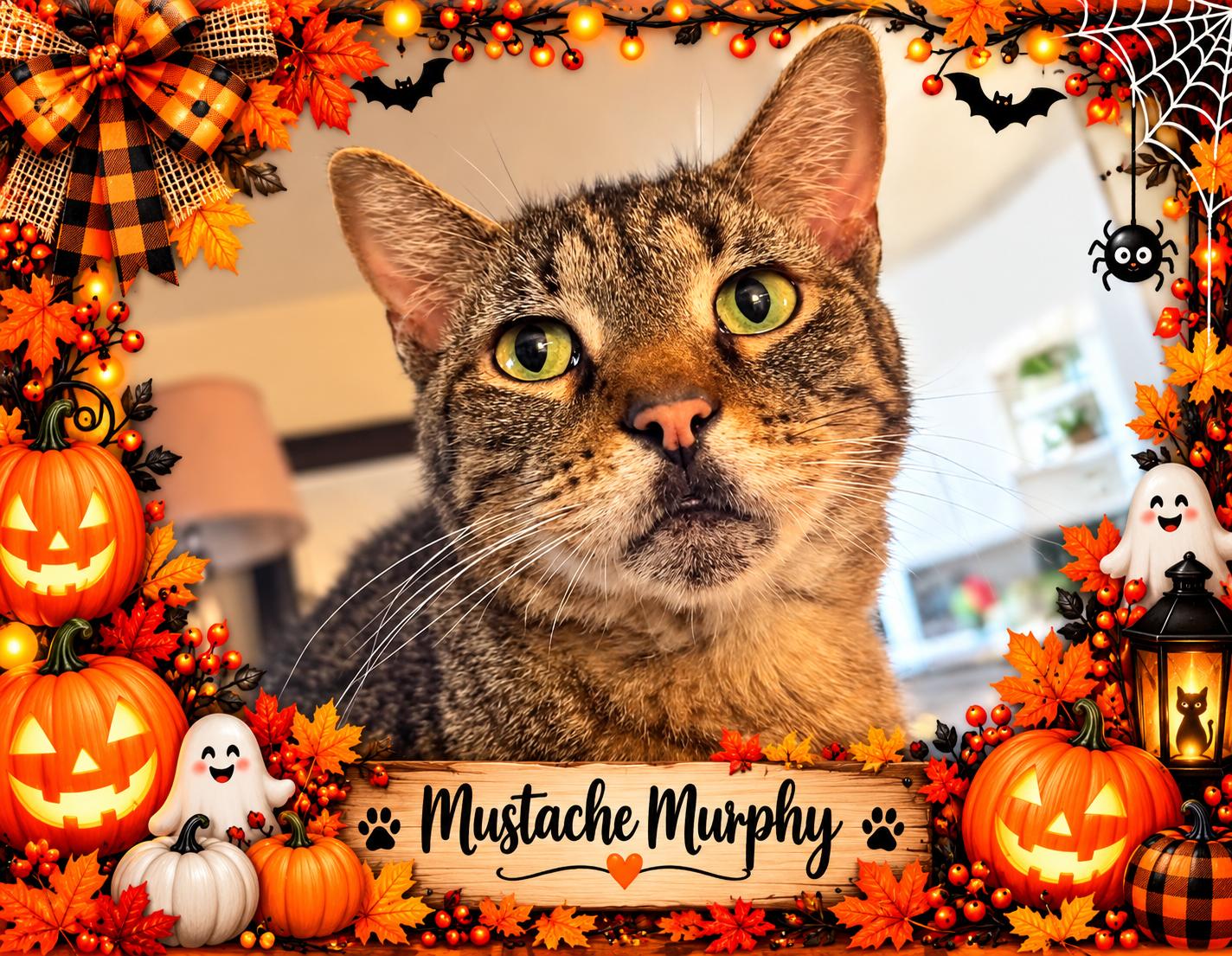 Mustache Murphy-Biscuit maker 8 yr, Adoptable, Adult Male Tabby & Domestic Short Hair.