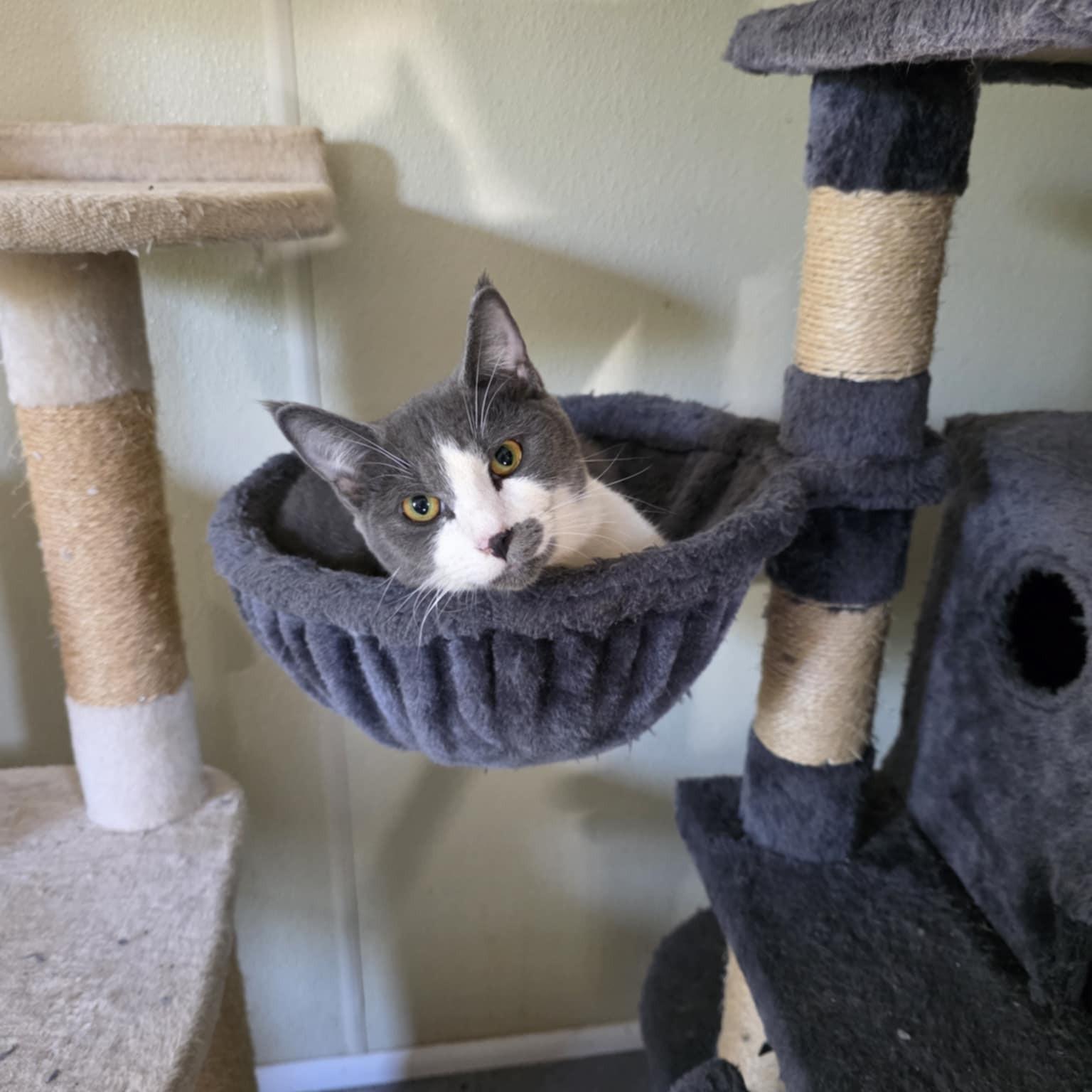 Enlarge Edward ScissorPaws, an adopted Domestic Short Hair in Umatilla, FL image 2/2