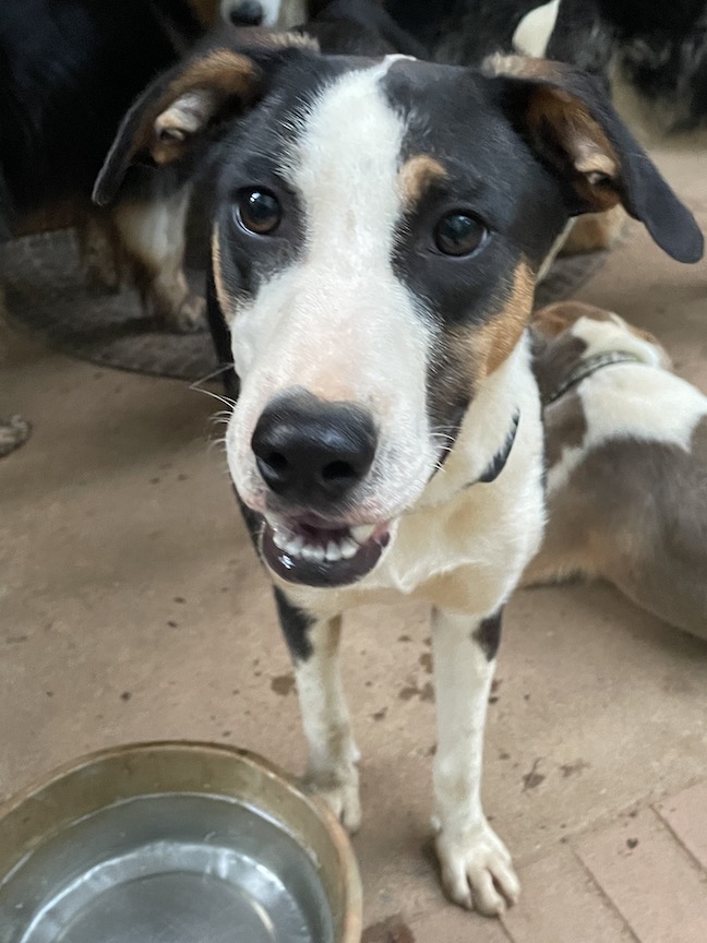 Milo, a Adoptable mixed breed in Gum Spring, VA image 3/4