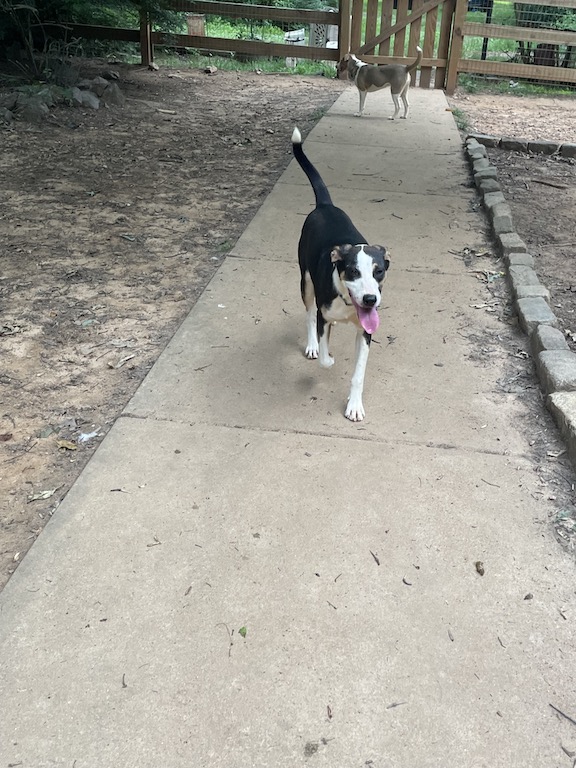 Milo, a Adoptable mixed breed in Gum Spring, VA image 4/4