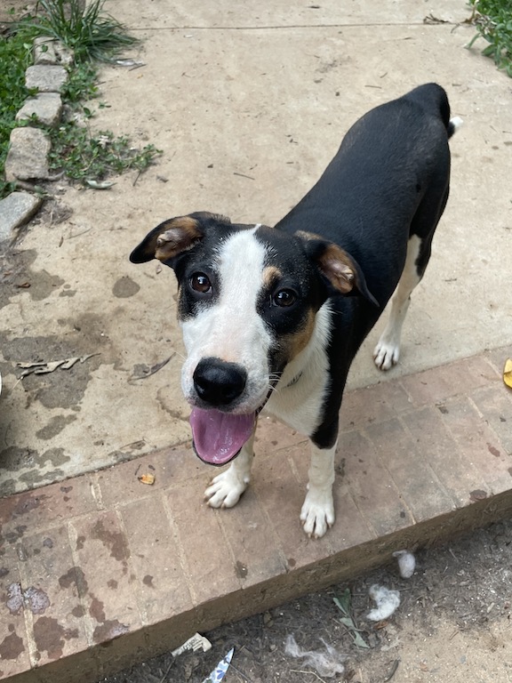 Milo, a Adoptable mixed breed in Gum Spring, VA image 2/4
