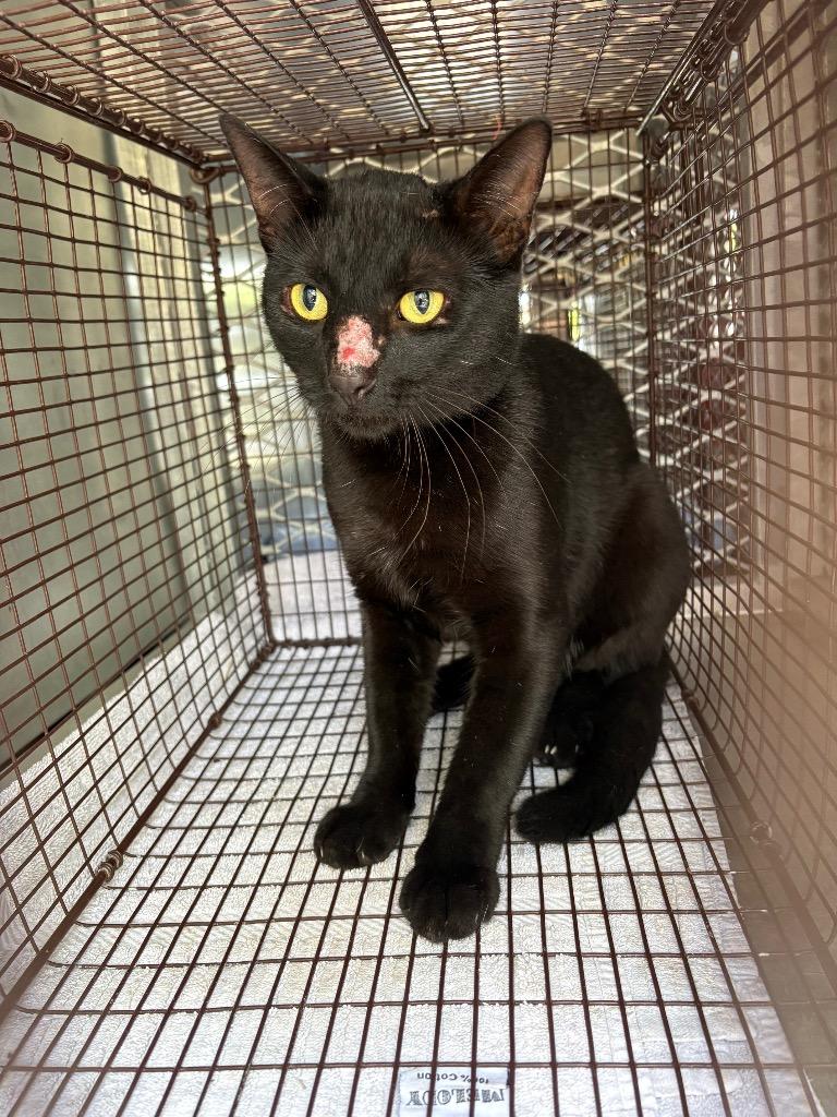 Eridru, Adoptable, Young Male Domestic Short Hair.