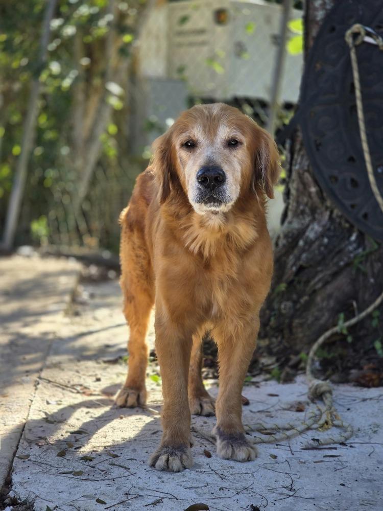 Dutton, Adoptable, Senior Male Golden Retriever.
