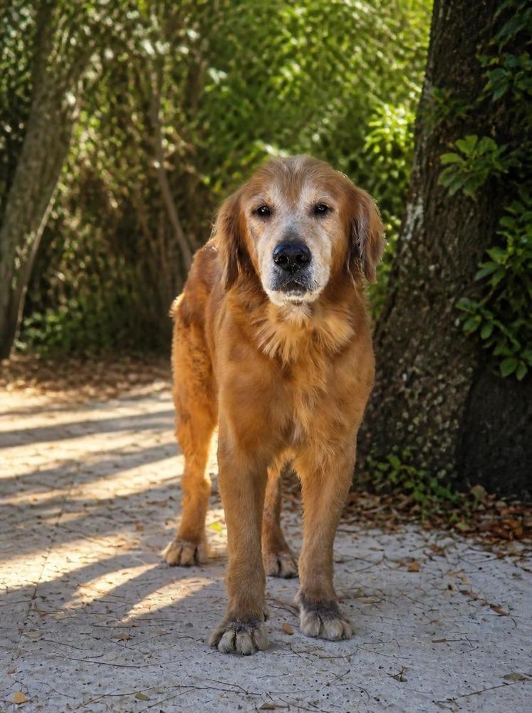 Dutton, a Adoptable Golden Retriever in Naranjito, PR image 3/3
