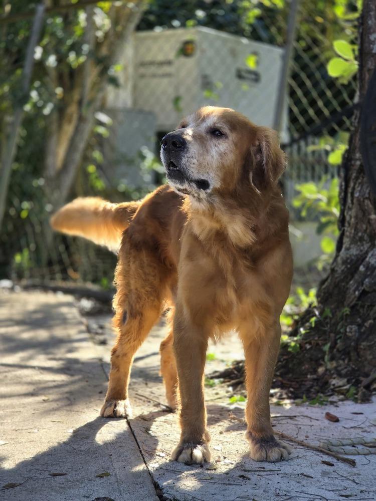 Dutton, a Adoptable Golden Retriever in Naranjito, PR image 3/3