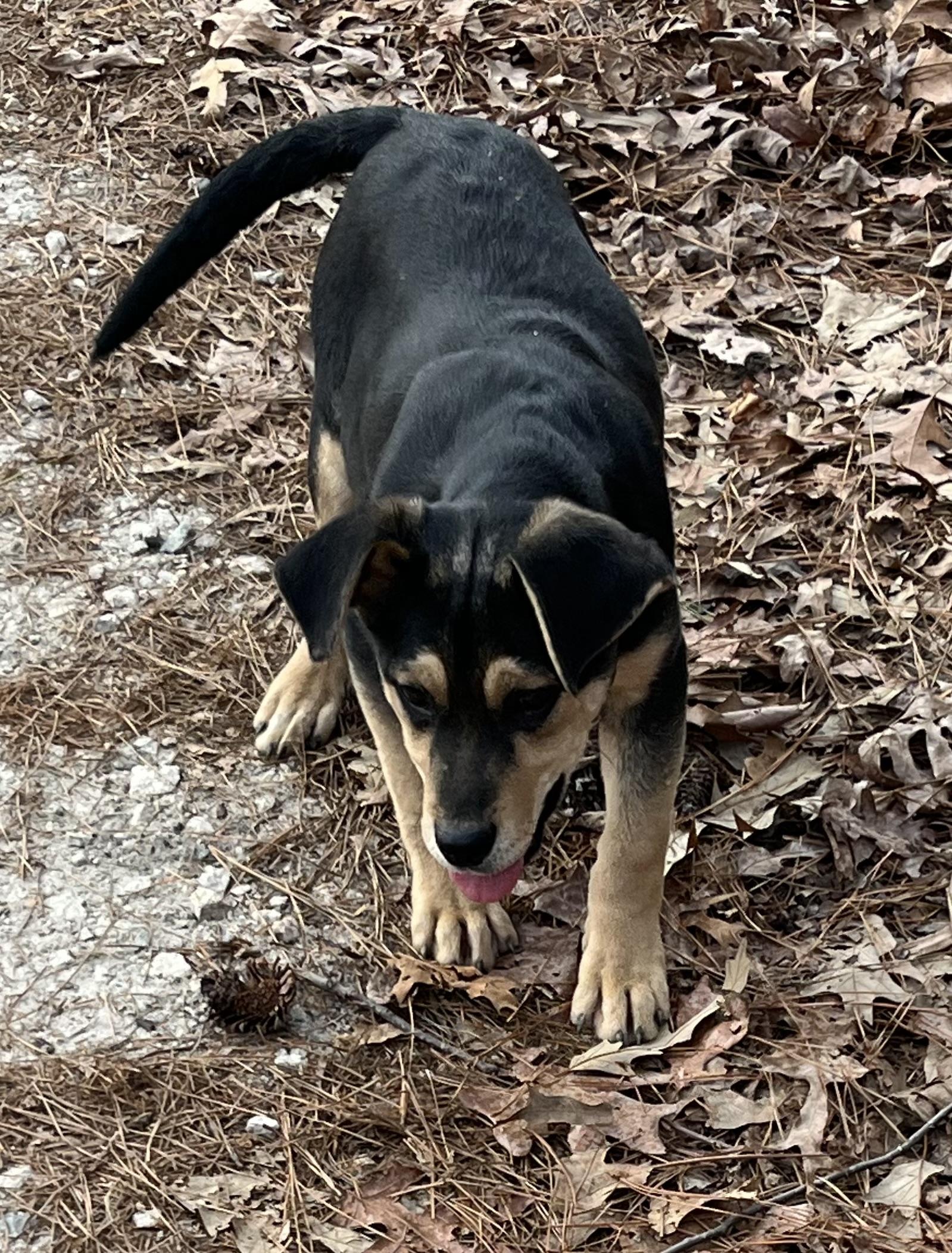 Enlarge Forest, a Adoptable mixed breed in Rock Hill, SC image 6/6