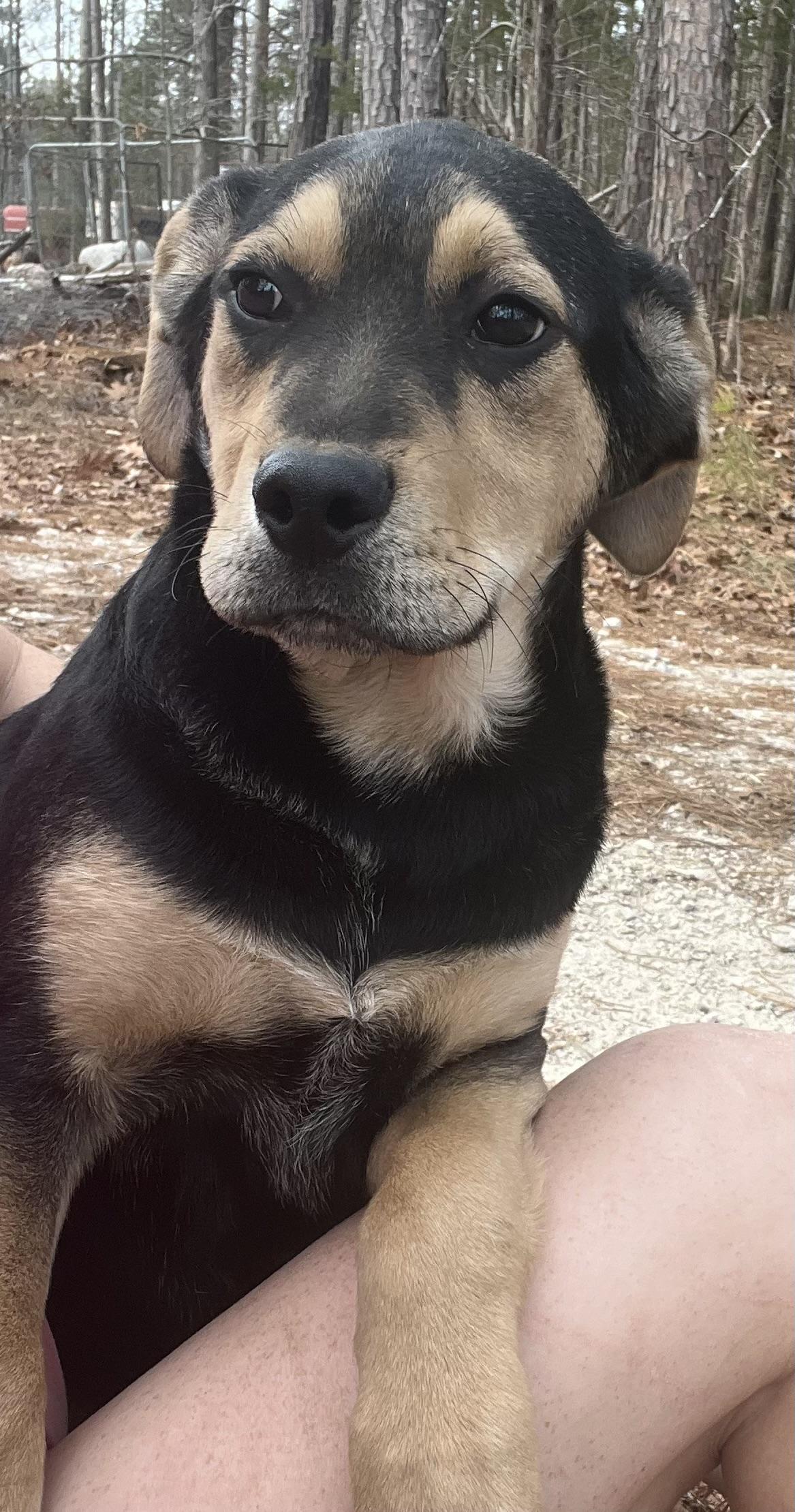 Enlarge Forest, a Adoptable mixed breed in Rock Hill, SC image 3/6
