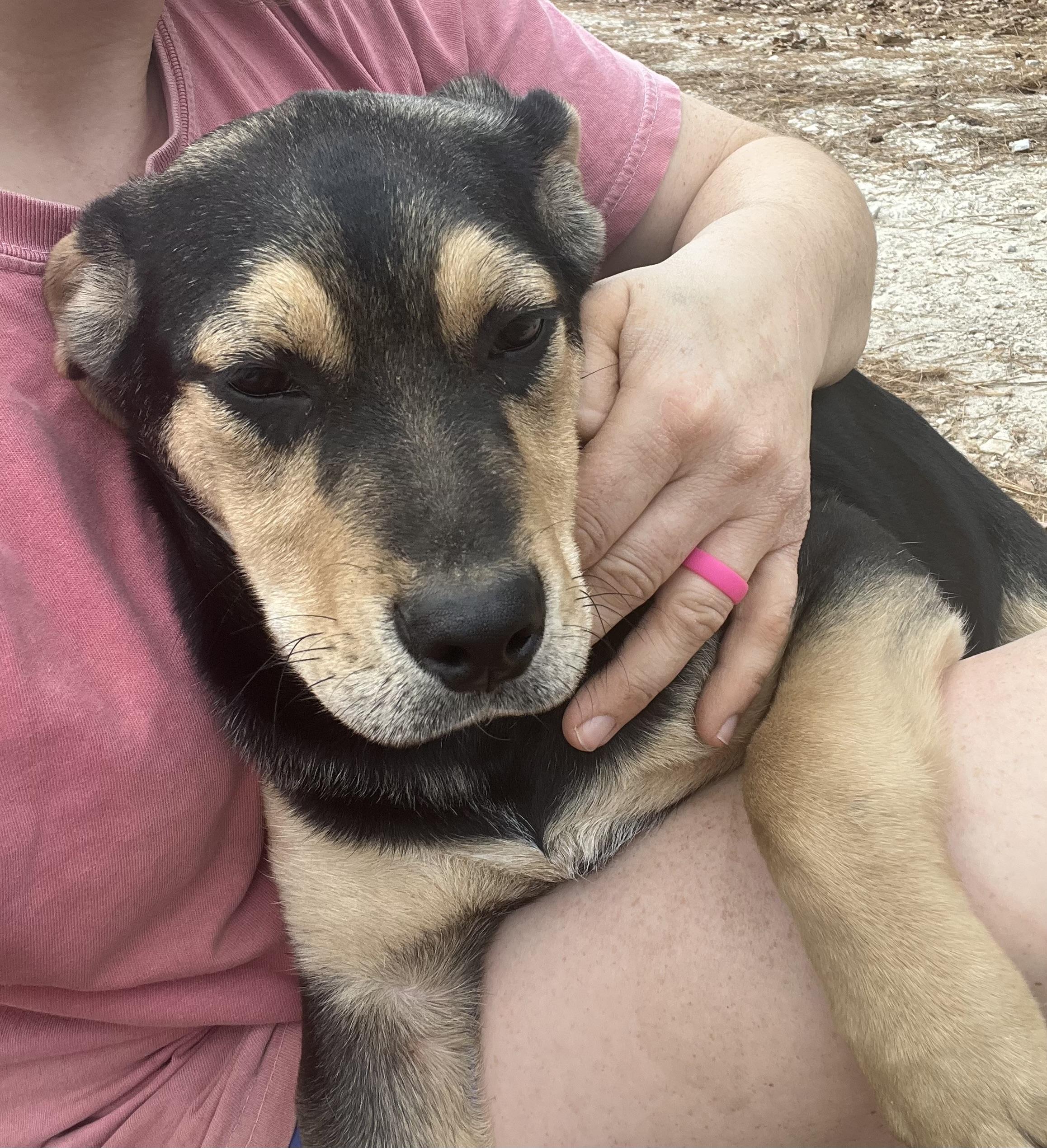 Enlarge Forest, a Adoptable mixed breed in Rock Hill, SC image 1/6