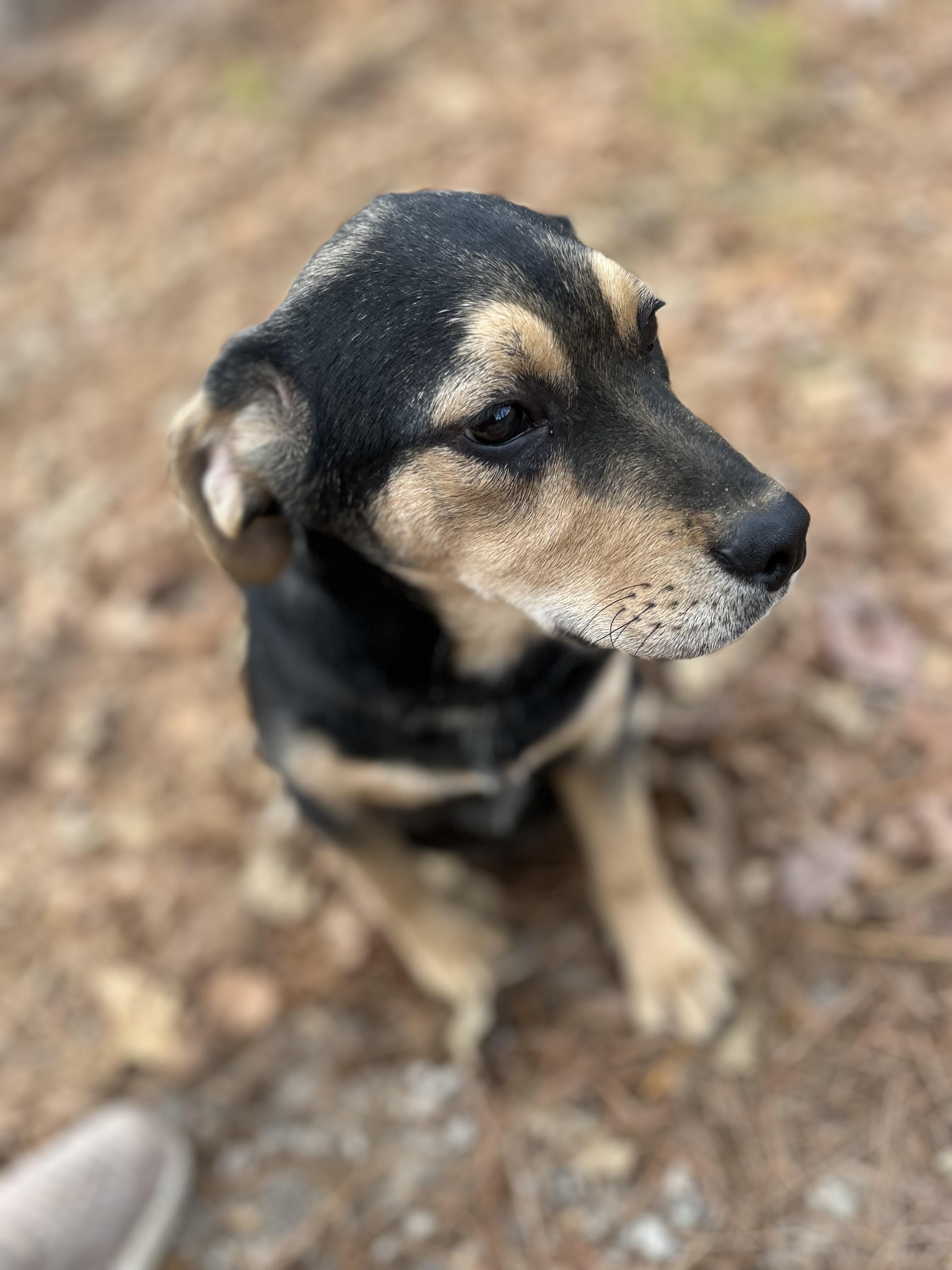 Enlarge Forest, a Adoptable mixed breed in Rock Hill, SC image 2/6