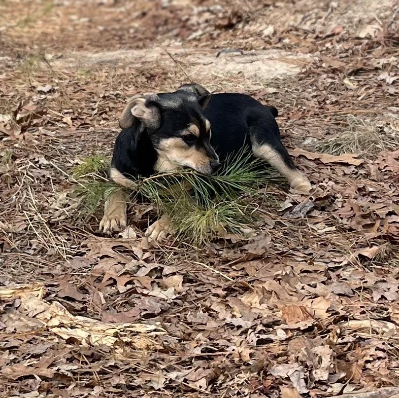 Enlarge Forest, a Adoptable mixed breed in Rock Hill, SC image 5/6