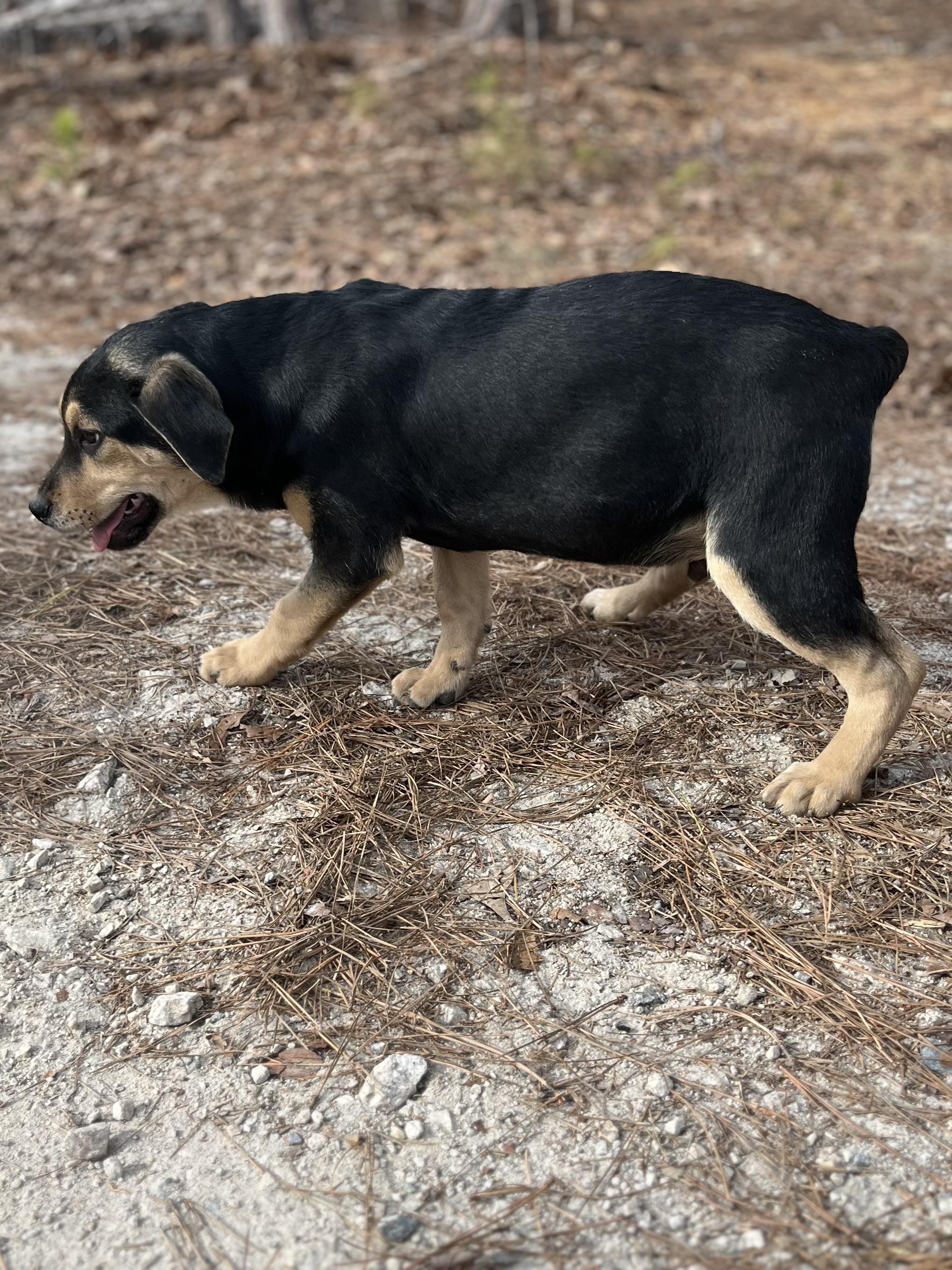Enlarge Forest, a Adoptable mixed breed in Rock Hill, SC image 4/6