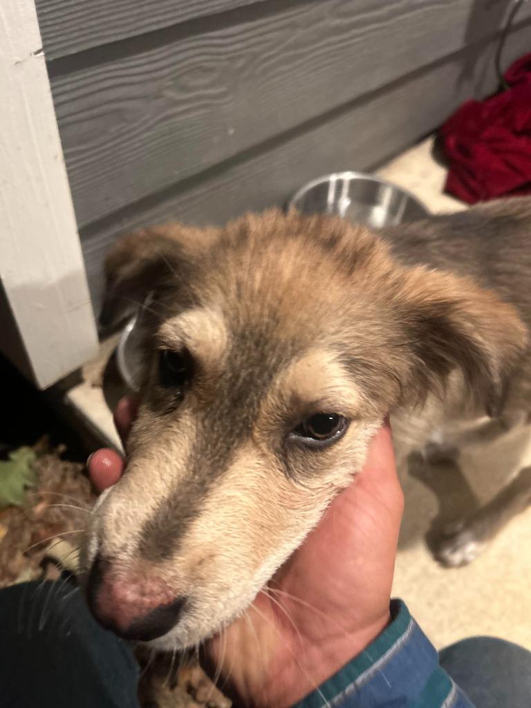 Lone Star, Adopted, Young Male Mixed Breed.