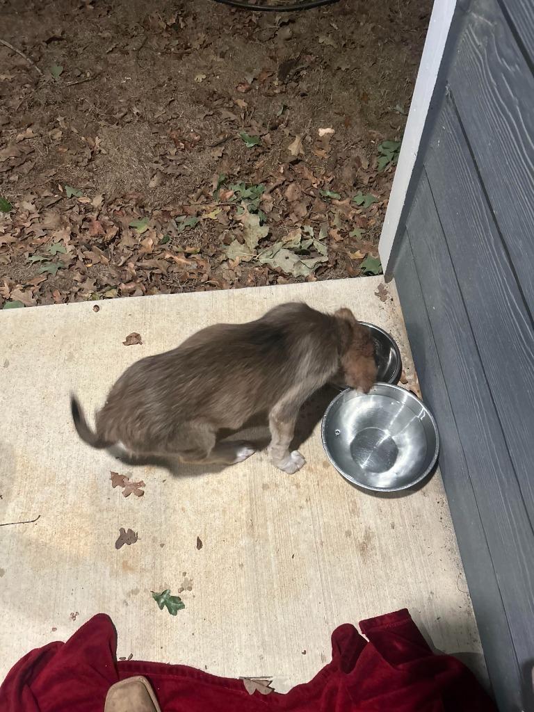 Enlarge Lone Star, a Adopted mixed breed in Richland Hills, TX image 2/2