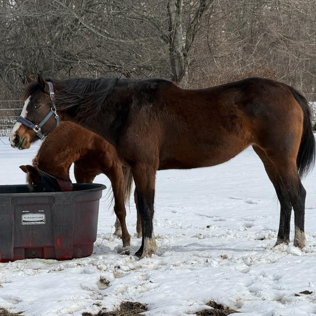Izzy, Adoptable, Senior Female Thoroughbred.