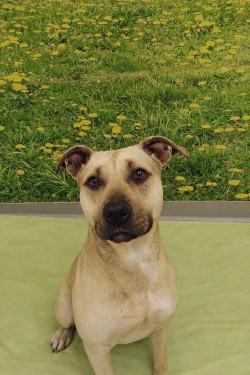 Enlarge Toast, a Adoptable mixed breed in Athens, TN image 1/4