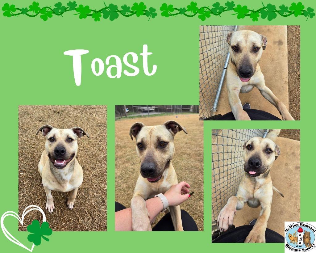Toast, Adoptable, Young Female Terrier.