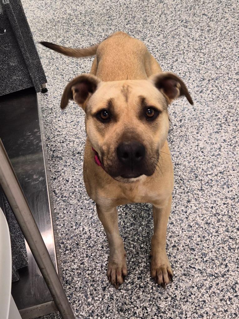 Enlarge Toast, a Adoptable mixed breed in Athens, TN image 1/1