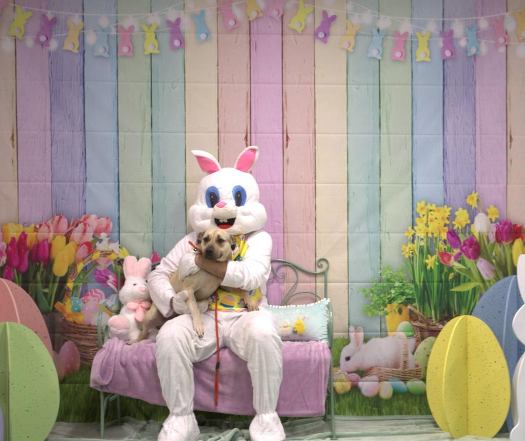 Enlarge Toast, a Adoptable mixed breed in Athens, TN image 4/4