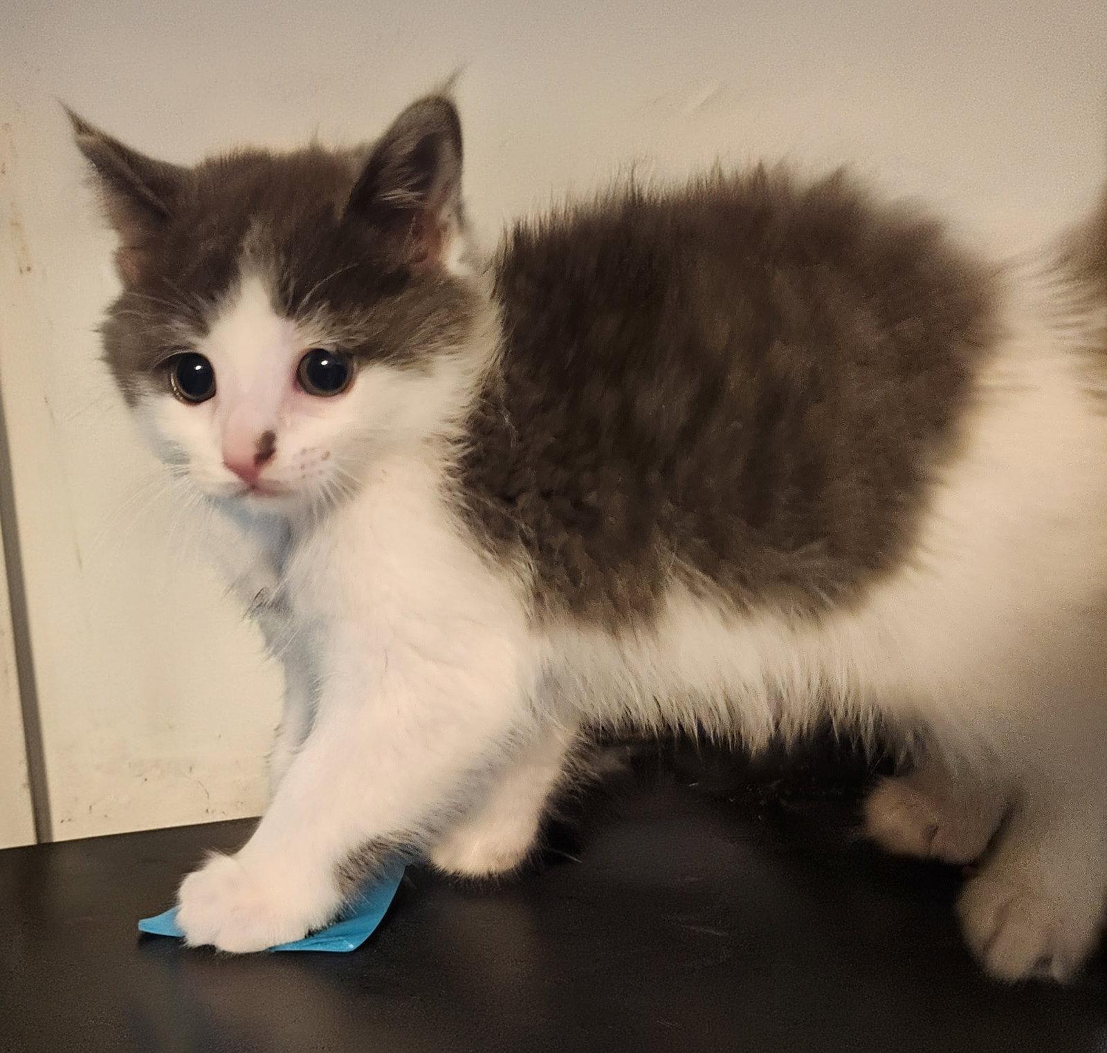 Enlarge *Lucy, a Adopted Domestic Short Hair in Forest, VA image 2/2