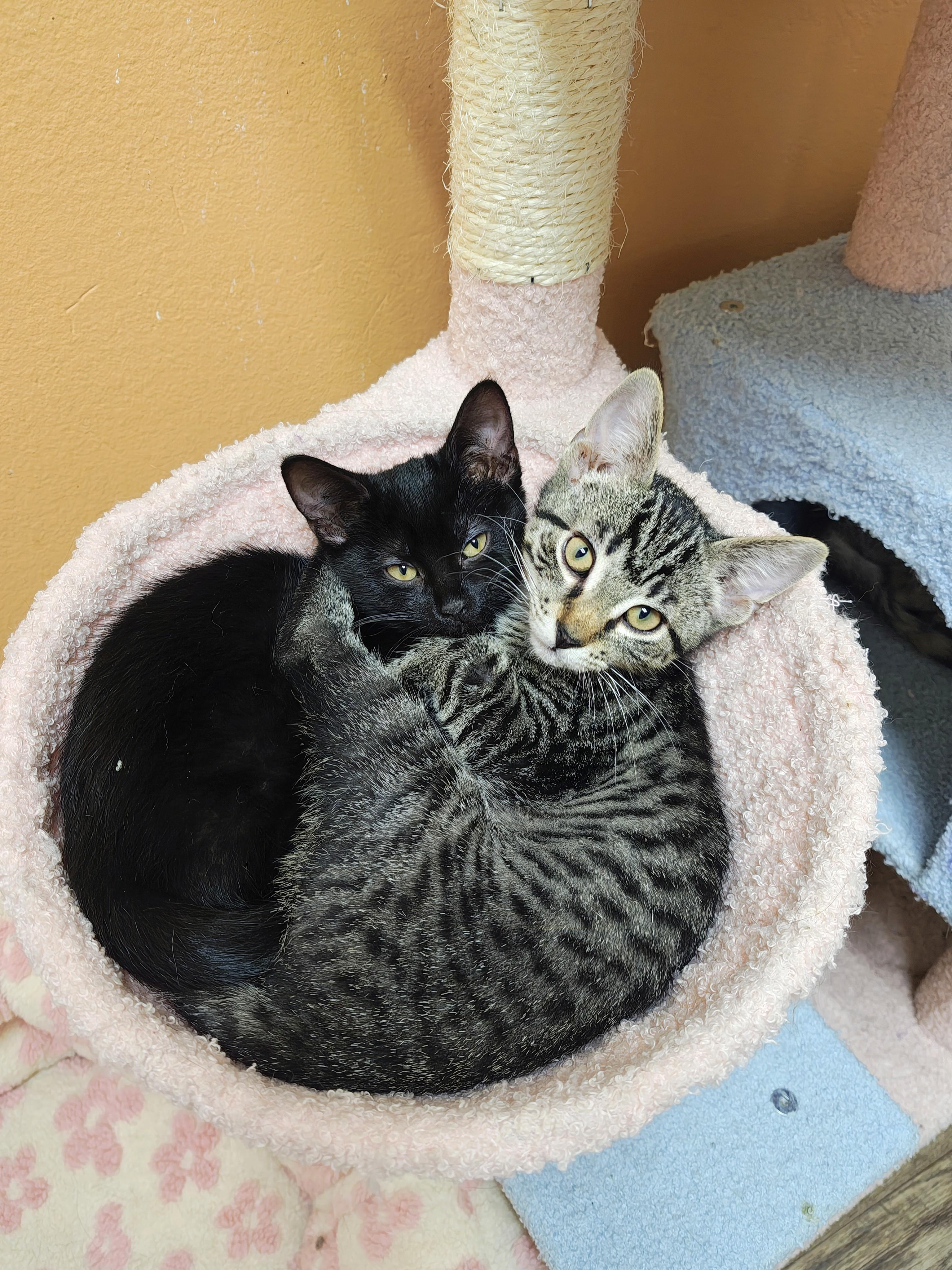 Firefly, a Adoptable Domestic Short Hair in Oconto, WI image 1/3