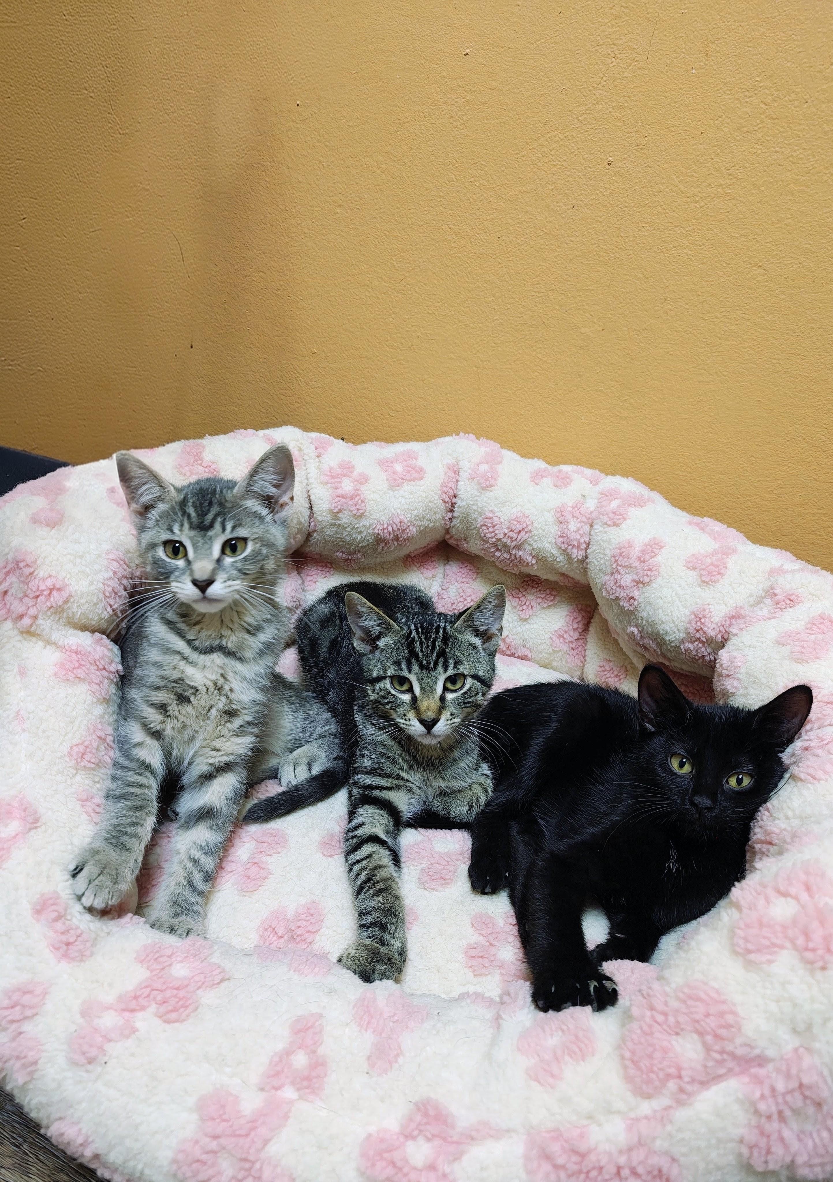 Firefly, a Adoptable Domestic Short Hair in Oconto, WI image 2/3