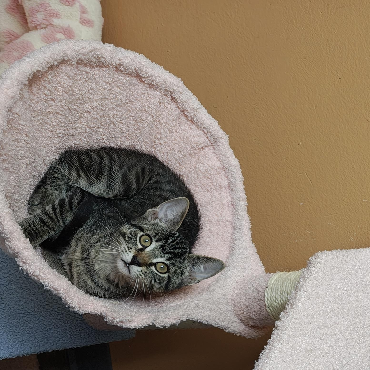 Firefly, a Adoptable Domestic Short Hair in Oconto, WI image 3/3